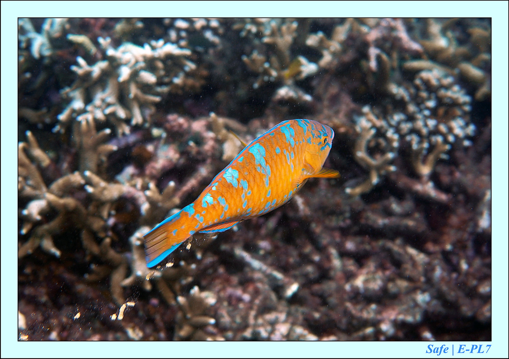 2015   07   Peranthian Islands 43